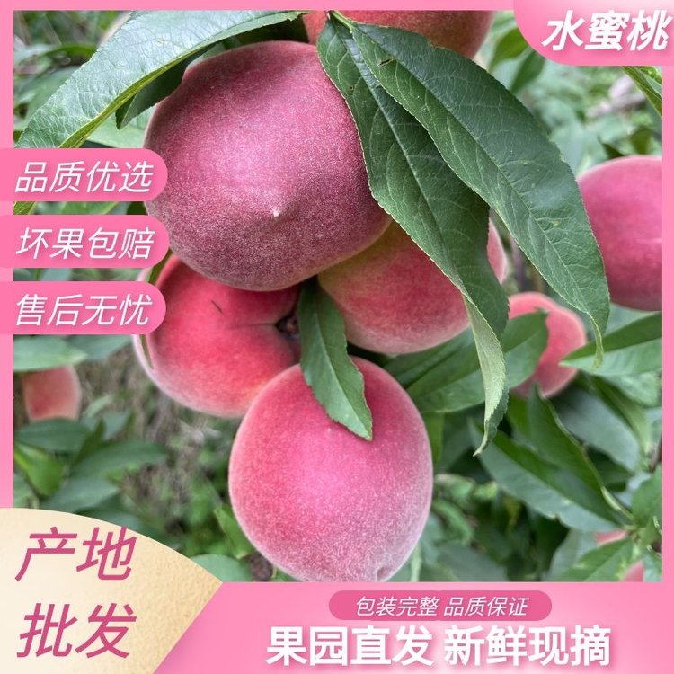 新鲜上市水蜜桃 红宝石黄金蜜桃 现摘现发 水果基地果园批发_70bfdc3d.jpg