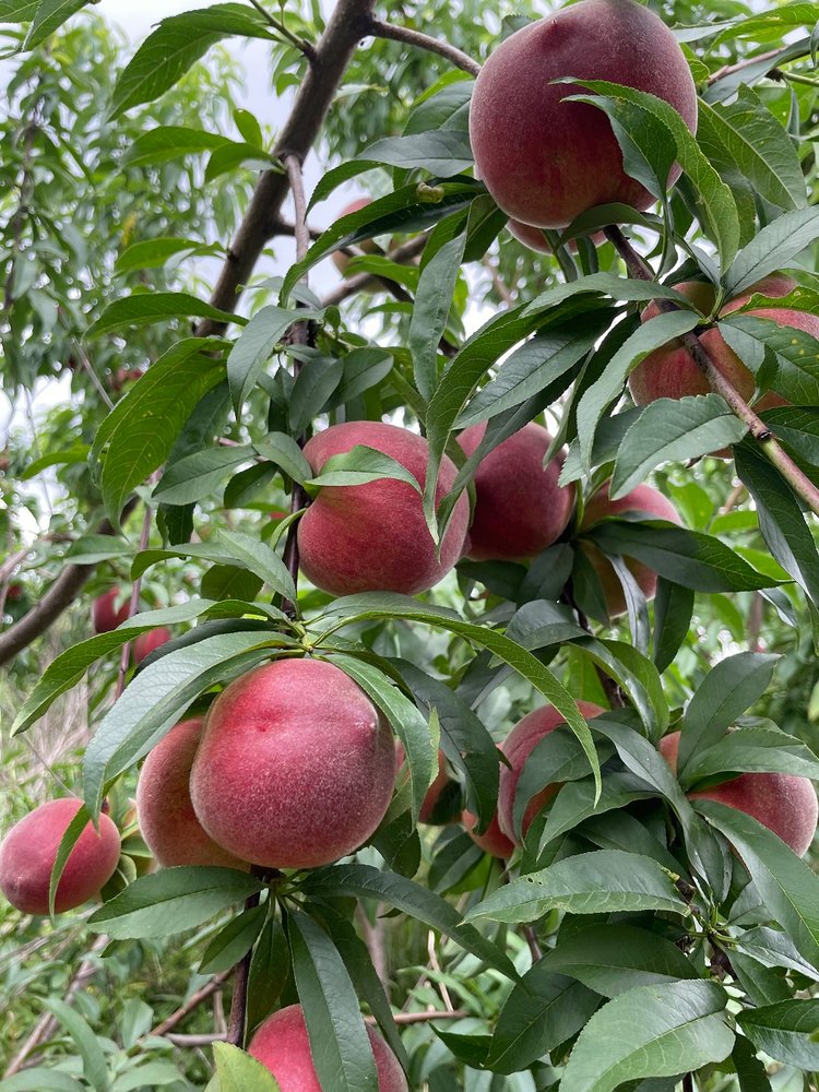 新鲜上市水蜜桃 红宝石黄金蜜桃 现摘现发 水果基地果园批发_594c5f77.jpg