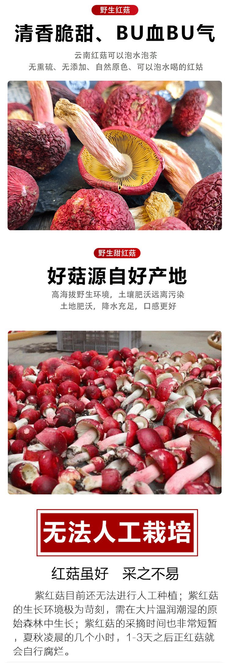 2022年纯野生红菇新货上市 正宗红蘑菇干货 肉厚无沙 颗颗精选_0835f946.jpg