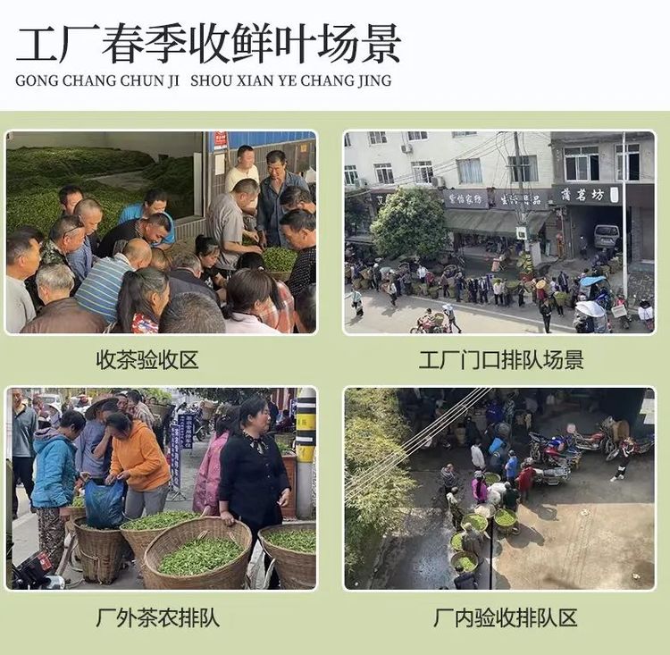 2022年新茶 蒲茗坊 明前头采嫩芽 茉莉花茶 蒙顶山散装飘雪 _1a60adc7.jpg