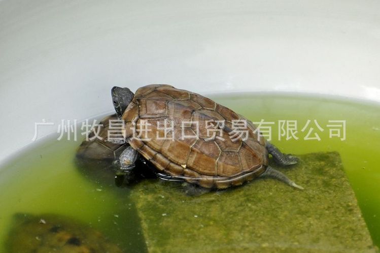 貂用狐狸用北极冰白鱼粉 鱼饲料虾 饲料甲鱼饲料小龙虾饲料鱼粉_7a7dcba4.jpg