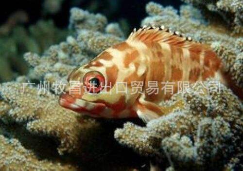 貂用狐狸用北极冰白鱼粉 鱼饲料虾 饲料甲鱼饲料小龙虾饲料鱼粉_d36a4070.jpg