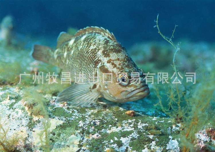 貂用狐狸用北极冰白鱼粉 鱼饲料虾 饲料甲鱼饲料小龙虾饲料鱼粉_4e8ac181.jpg