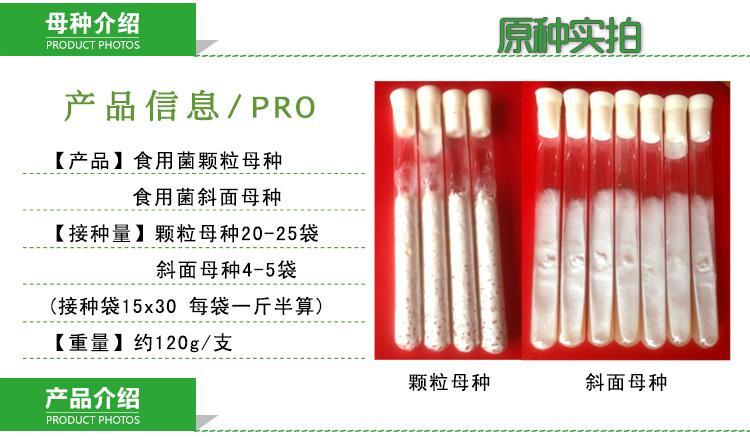 优质白灵菇菌种 颗粒母种 一级种斜面种 泽海菌业_ea9d01b8.jpg