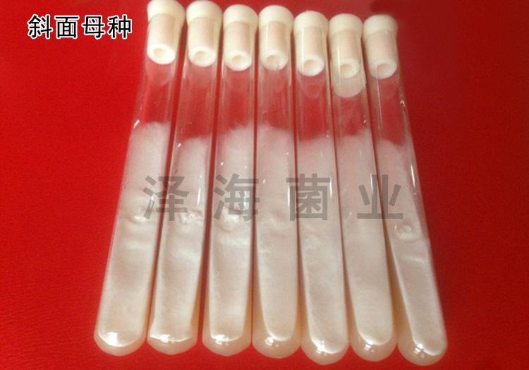 优质白灵菇菌种 颗粒母种 一级种斜面种 泽海菌业_0e5b65c6.jpg