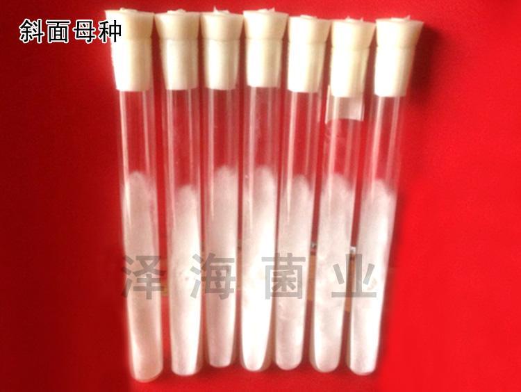 优质白灵菇菌种 颗粒母种 一级种斜面种 泽海菌业_9e5dae45.jpg