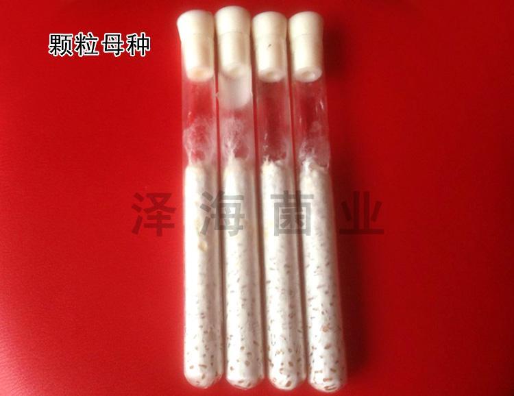 优质白灵菇菌种 颗粒母种 一级种斜面种 泽海菌业_95050477.jpg