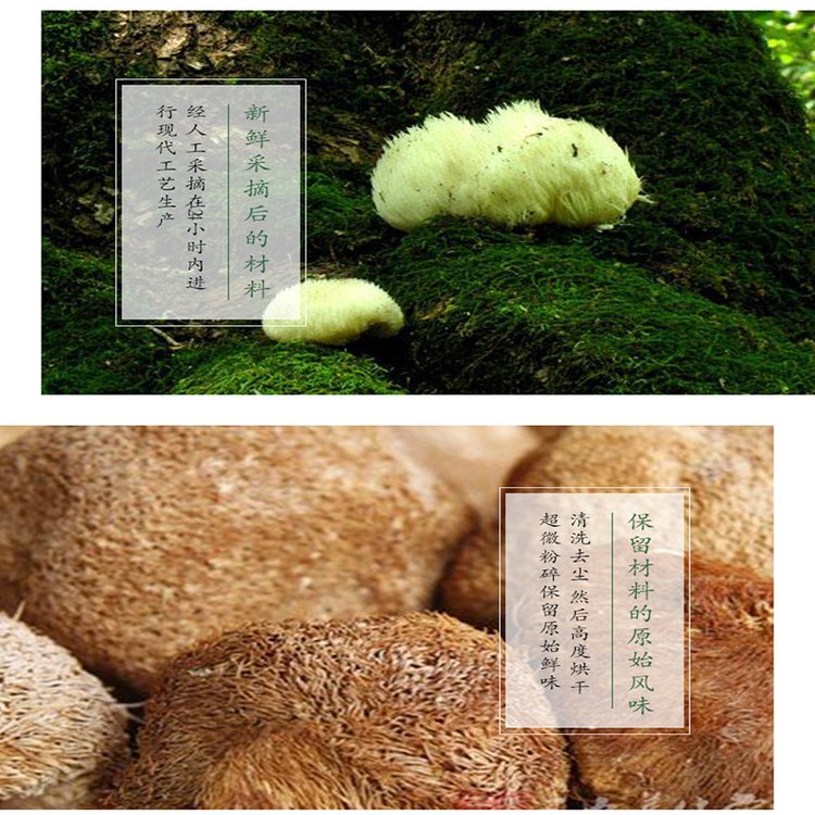 东北野生猴头菇 特产新货 烘干打细粉瓶装500克 现货直发_73918dc9.jpg