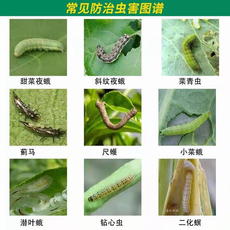 甲维虫螨腈批发 菜青虫蓟马蚜虫茶尺蠖喷雾杀虫剂_6a9d4d37.jpg