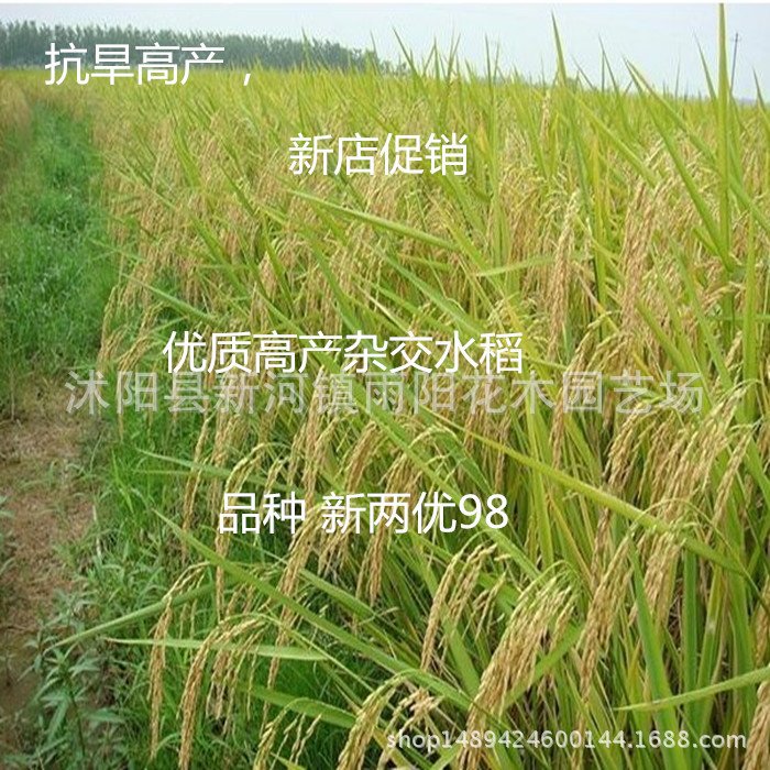 优质高产杂交水稻品种 新两优98 泰米品质 抗倒伏适应性广产量高_82df4cae.jpg