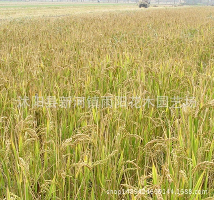 优质高产杂交水稻品种 新两优98 泰米品质 抗倒伏适应性广产量高_2c0f210e.jpg