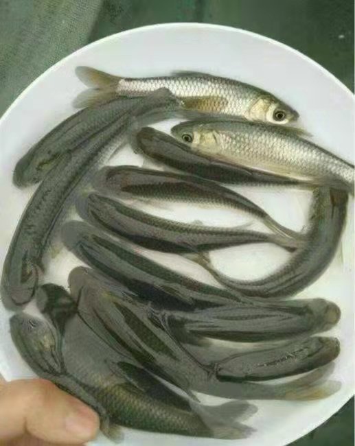 渔场直供草鱼 优质抗病好养 物美价廉 管送包活_1e852dbc.jpg