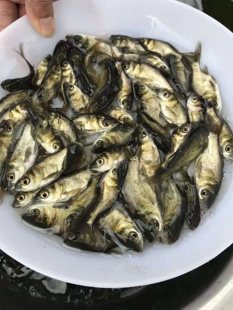 渔场直供草鱼 优质抗病好养 物美价廉 管送包活_234b8811.jpg