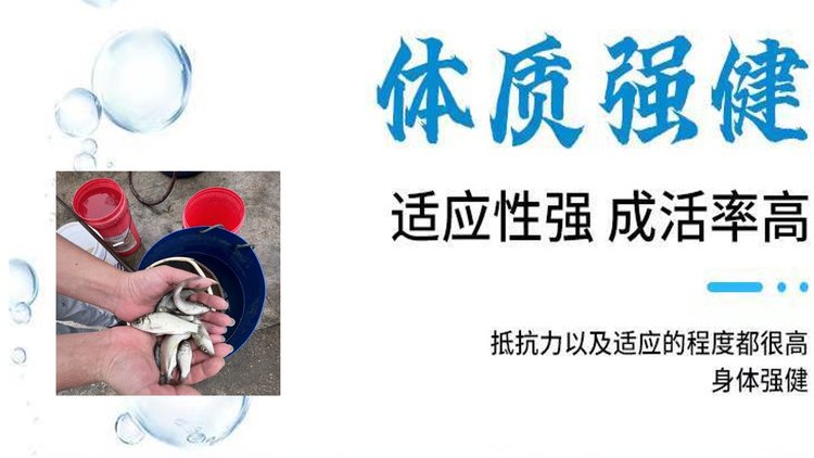 产地直供 中科五号鲫鱼，成品 湘云鲫 云贵川可送货 成活率高_cbf44d8e.jpg