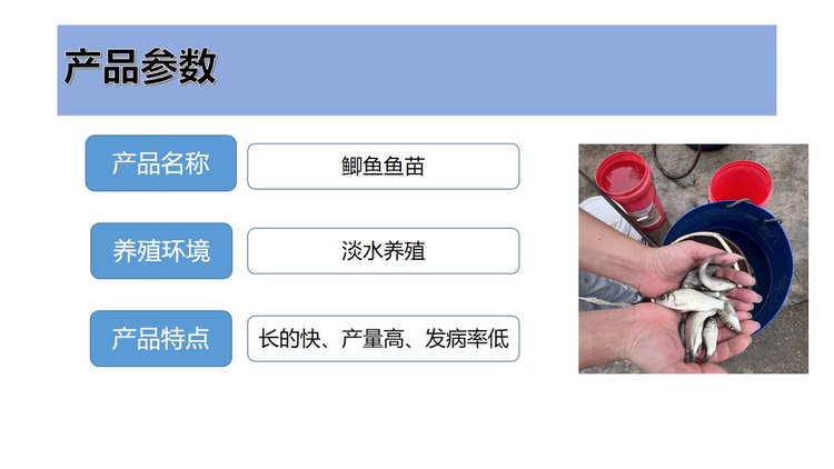 产地直供 中科五号鲫鱼，成品 湘云鲫 云贵川可送货 成活率高_5a44cdf6.jpg