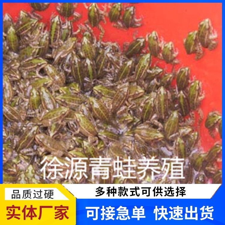 提供技术 其他特种养殖动物供应 成活率 95 供青蛙苗种_151dba21.jpg