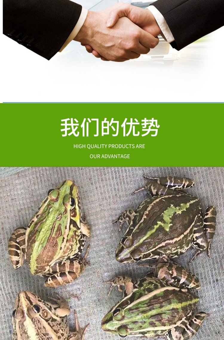 产地直供 青蛙苗 蝌蚪卵块 适应性强 支持各种运输 全年供应_130051d4.jpg