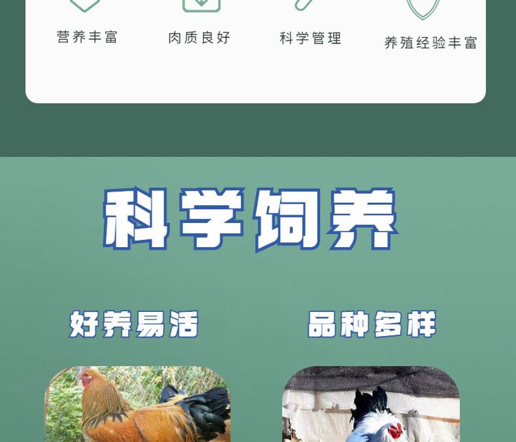 婆罗门鸡苗养殖 出售巨型梵天鸡 生动形象 技术指导饲养_3bb3dc6e.jpg