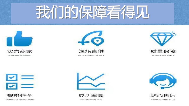 白鲢鱼苗批发 鳙鱼 体质肥美 鲜活发货 基地直供_cef3359e.jpg