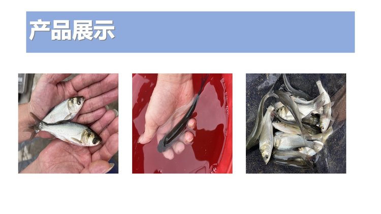 白鲢鱼苗批发 鳙鱼 体质肥美 鲜活发货 基地直供_3e225b79.jpg